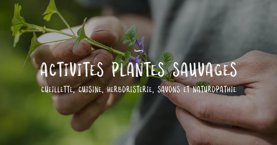 Comment survivre dans la nature grâce aux plantes
