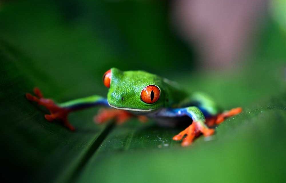 Que faire au Costa Rica ?
